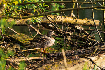 Female duck sitting on a wooden branch at a lake