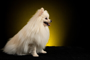 Fototapeta premium Spitz alemão em fundo colorido