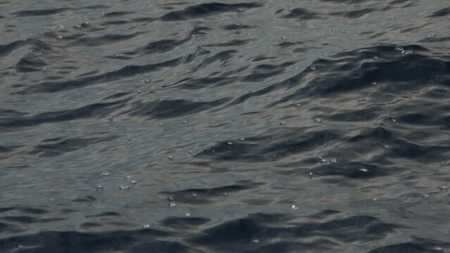 velella velella hydrozoa jellyfish floating on sea surface in mediterranean slow motion footage
