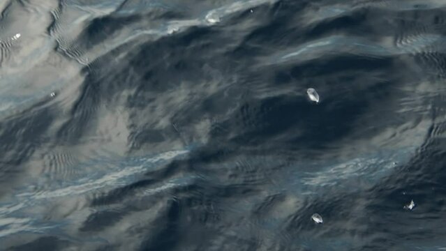velella velella hydrozoa jellyfish floating on sea surface in mediterranean slow motion footage