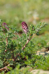 Blossom of the common fumitory (Fumaria officinalis).
Contains fumaric acid.