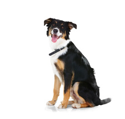 Portrait, dog and border collie relax on an isolated, transparent and png background. Pet, puppy and healthy dogs or posing animal sitting in behavior training, playing and games, waiting or command - obrazy, fototapety, plakaty