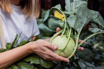 person holding a kohlrabi cabbage