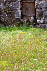 Old traditional Mediterranean cottage and wild flowers in the meadow. Spring in the countryside. Selective focus.