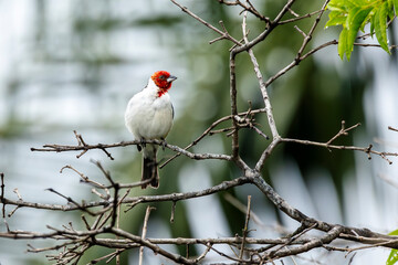 A Red-cowled Cardinal also know as Cardeal perched on the branches of a tree. Species Paroaria dominicana. Animal world. Birdwatching. Birdlover