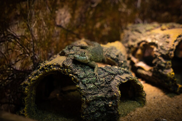 Iguana resting on a wooden stump. Malachite Iguana
