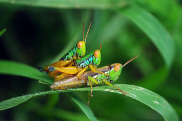 Close-up of grasshoppers mating on a leaf, Indonesia
