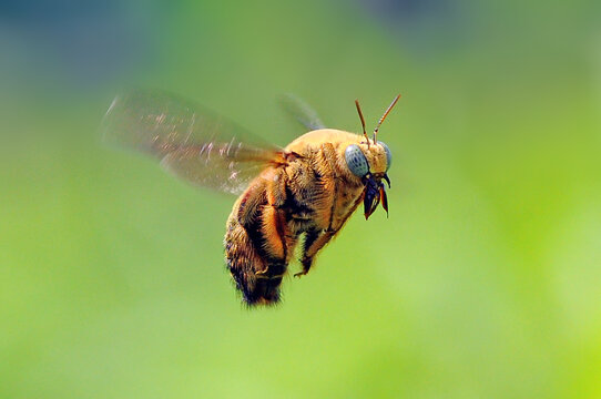 Close-up of a bee in flight, Indonesia