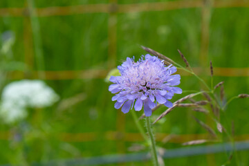Knautia arvensis blossom on a meadow