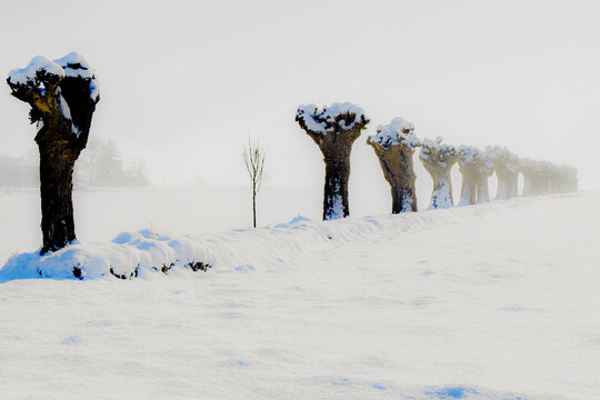 Row of mulberry trees in the snow, Alessandria, Piedmont, Italy
