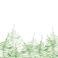 Obraz premium fern, forest, flora, botany, nature, summer, art, watercolour, design, styling, isolat