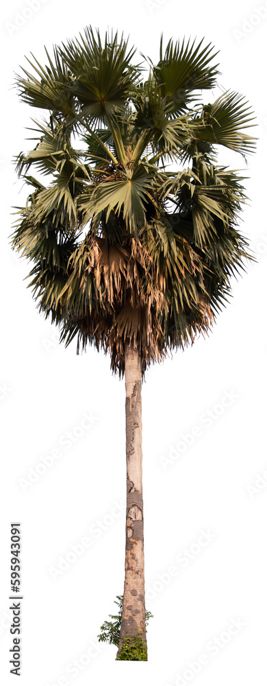 Aufkleber palm tree png file removed original background
