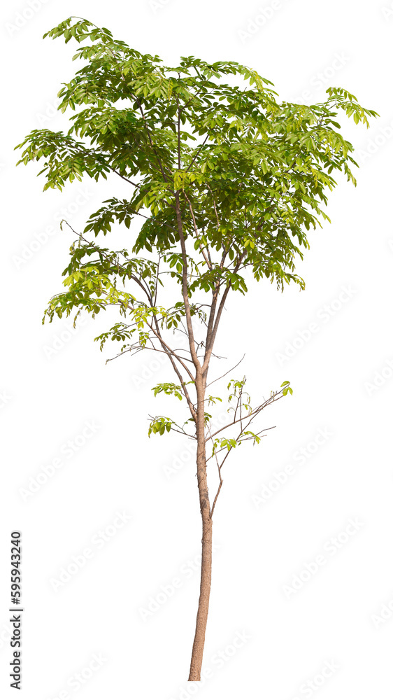 Aufkleber tree png file removed original background