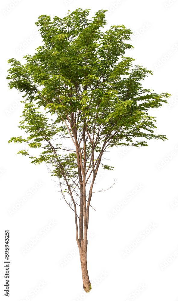 Aufkleber tree png file removed original background