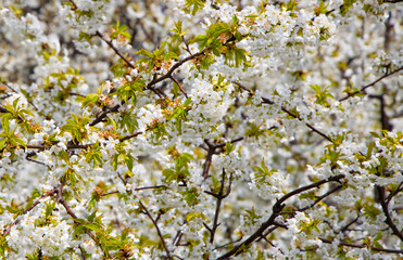 Blossom tree over nature tree - Spring white flowers background