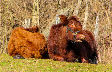 Furry Cows in Spring Pasture