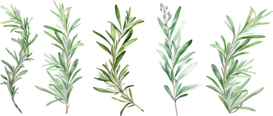 Set of watercolor green leaves rosemary. Collection botanical vector isolated on white background suitable for Wedding Invitation, save the date, thank you, or greeting card. - obrazy, fototapety, plakaty