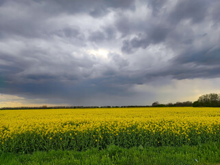 Blossomed rapeseed or canola flowers in spring , against a stormy cloudy sky , rural landscape