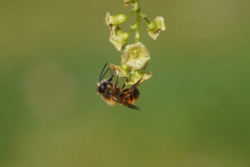 Closeup red mason bee (Osmia bicornis) family Megachilidae on the flowers of a Ribes sanguineum, flowering redcurrant or red currant (Ribes rubrum). 