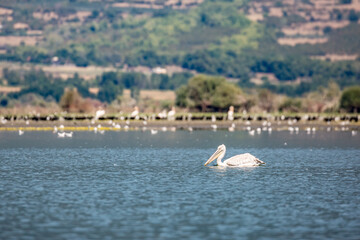 Selective shallow focus of Dalmatian Pelican swimming in the waters of wetlands of lake Kerkini,...