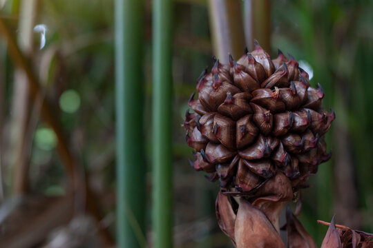 Nipa palm or Nypa fruticans wurmb on tree with sunlight in the garden on blur nature background.