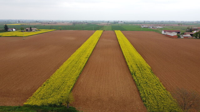 Aerial view of yellow stripes of rapeseed between ploughed fields, Alessandria, Piedmont, Italy