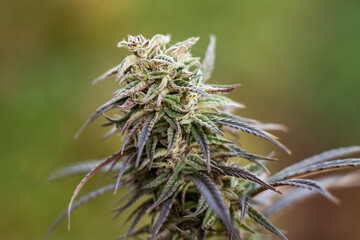 Medical marijuana top of cannabis plant