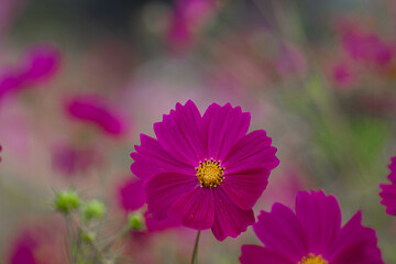 Obraz premium 秋桜