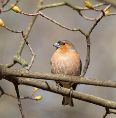 Common chaffinch, Fringilla coelebs. A male bird sitting on a tree branch