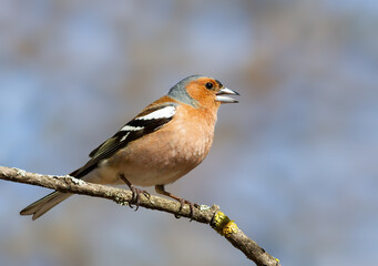Common chaffinch, Fringilla coelebs. The male sits on a branch and sings