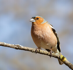 Common chaffinch, Fringilla coelebs. A bird sits on a thin branch against the sky