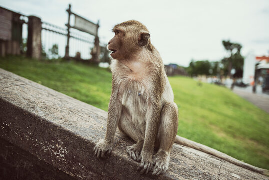 Monkey sitting on a wall, Phra Prang Sam Yot Temple, Lopburi, Thailand