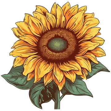 Yellow sunflower blossom