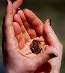 
Frog in the palm of the hand