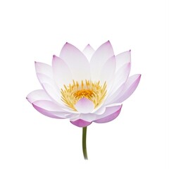 Lotus flower watercolor, generative ai illustration on white background