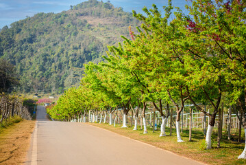 Pink cherry trees Sakura blossom beautiful flowers at Doi Ang Khang , Chiang Mai Thailand Province, Sakura in Thailand