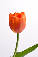 tulip close up on white background
