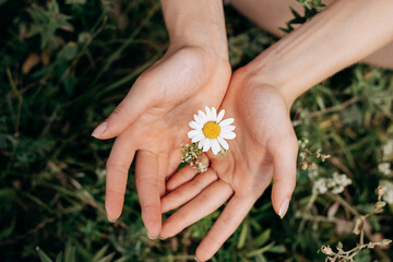 Close-up of women's hands holding a daisy in a meadow.Summer, nature, beauty, slow life concept. - obrazy, fototapety, plakaty