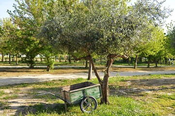 Old wooden wheelbarrow under an olive tree in the countryside