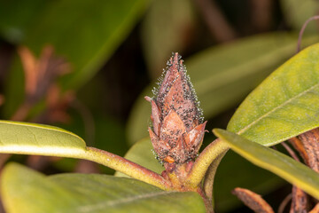 Rhododendronblüte Knospe mit Pilzbefall