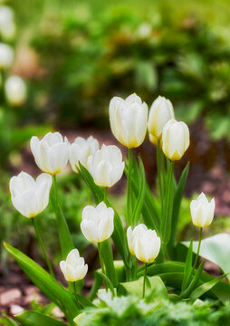 White tulips in my garden. Beautiful white tulips in my garden in early springtime.