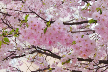 Sakura is blooming in park. Pink flowers is growing in Japan. Landscaping and decoration in spring season.