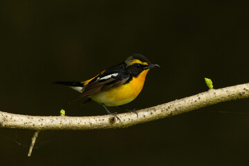 暗闇から現れたキビタキの雄