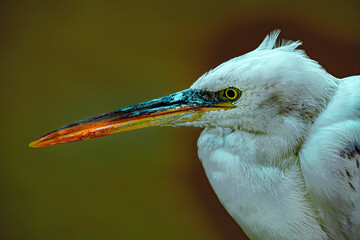 great blue heron ardea cinerea