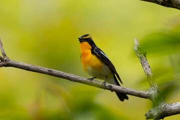 囀る雄のキビタキ