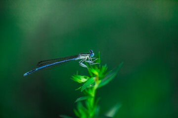 blue dragonfly on a green leaf