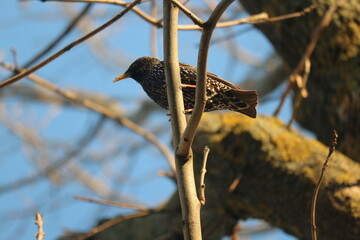 red winged blackbird