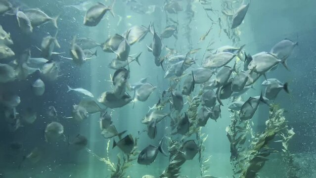 fish in the water, blue sea underwater, underwater activites