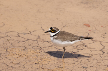 Charadrius dubius, Motacilla alba, bird, animal, sand, wild, outdoor