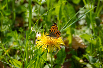 Obraz premium Queen of Spain fritillary (Issoria lathonia) butterfly sitting on yellow dandelion in Zurich, Switzerland
